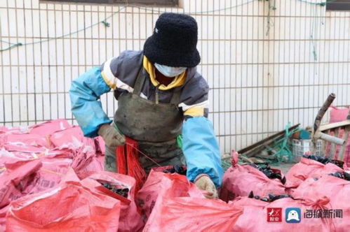 好品山東丨新鮮肥美 全國最大海虹養殖基地產品上市 日產30萬斤