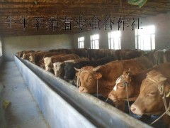 廣西貴港黃牛養殖場 來賓黃牛養殖場