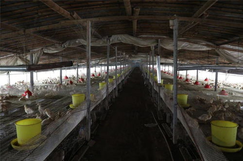 三個月賺了10萬,柘城這個農民高興壞了