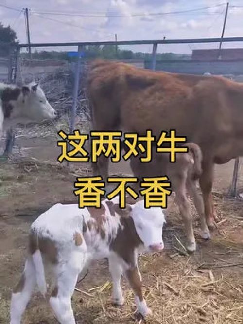 這玩意真的太香了 老馬最愛 僵牛調理包 金創粉 牛用保定架 牛牛爽 大牛官實訓基地 赤立停 西門塔爾 養牛人