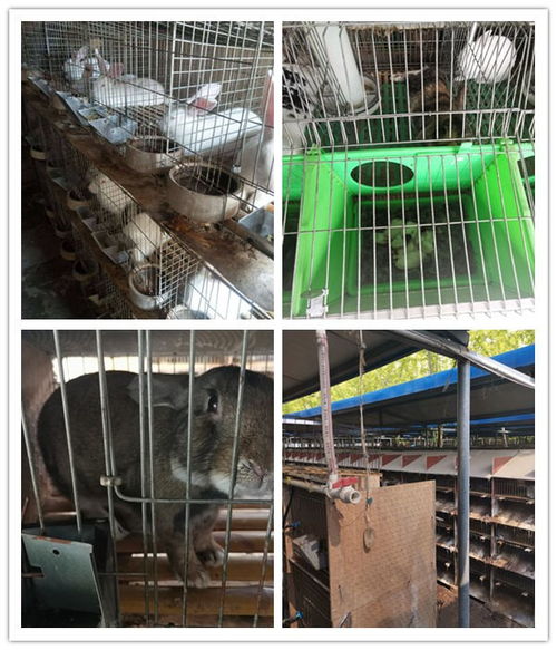 夾江縣當地的種兔養殖場