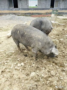 逛家家跨境購 百位會員探訪洪江區菖蒲村生態黑豬養殖基地