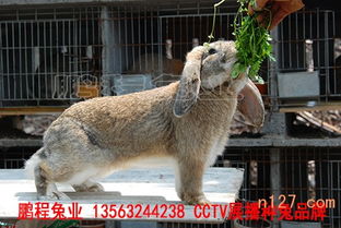 安徽專業野兔養殖技術,野兔養殖基地價格