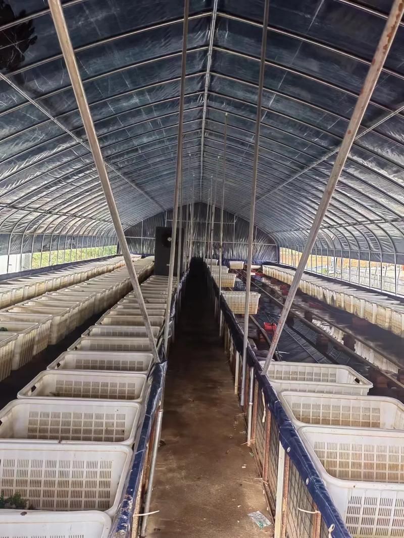 南昌進賢縣黃鱔育苗養殖大棚正在加緊安裝,之前被風吹倒塌的棚現 - 抖