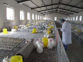 洪江市獺兔的 湖南獺兔養殖基地 大型養兔場