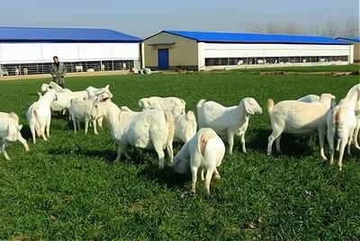 山羊養殖基地建設項目可行性研究報告