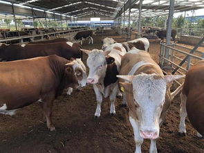 湖北有個 牛業小鎮 在這里你能了解關于牛的一切