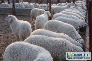 山東省大型小尾寒羊養殖場 最大型小尾寒羊養殖基地_農副產品_世界工廠網中國產品信息庫