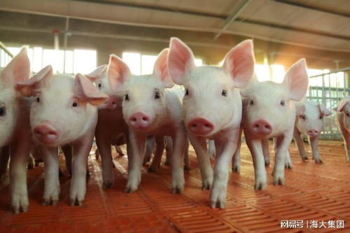 國家級基地 cnas認可,海大集團生豬養殖專業力再提升