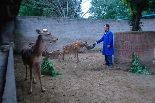 光山 養殖梅花鹿走上致富路