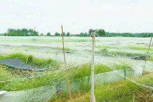 養小龍蝦的池塘怎么挖