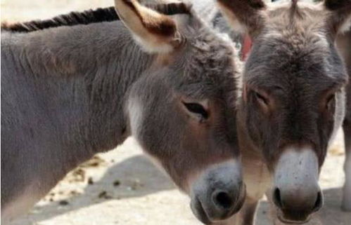 養殖毛驢成本和利潤 鳥基地告訴你養殖毛驢需要承擔什么風險