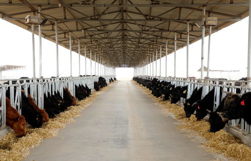 臨澤縣人民政府 全面推動現代農業高質量發展 臨澤縣2022年縣域經濟發展觀察 一