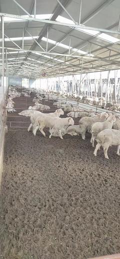 雨軒股份羊養殖基地招商