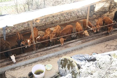 中天金融團結村精準扶貧再結碩果 5年將帶動農戶增收1.19億