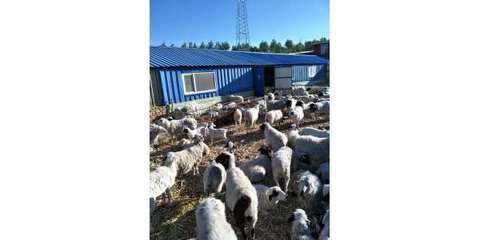 科右前旗專業肉羊養殖