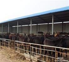 【烏頭驢養殖基地】價格,廠家,圖片,畜牧,山東省正方牧業重點牛羊直屬調撥總基地銷售部-中國行業信息網