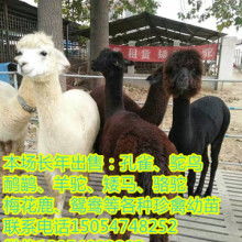 山東騰達養殖基地