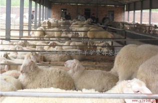 創業好項目 養殖肉牛肉羊肉驢