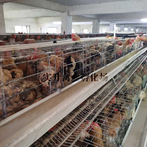 羅曼蛋雞苗報價 廠家