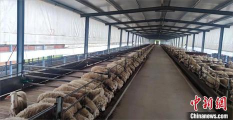 (鄉村行·看振興)湖羊養成"致富羊" 江西南昌打造鄉村振興新引擎