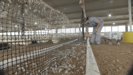 【京蒙幫扶】兩地攜手托起致富“鴨”