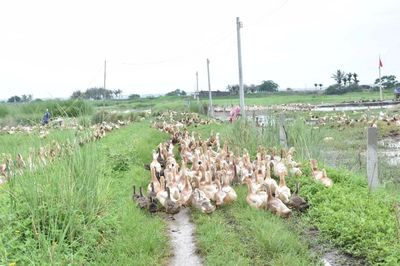 萬寧貧困戶林海雄自力更生 3600只鴨子即將出售 預購從速!