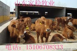 山東養殖 肉牛 種牛 種羊 肉驢 價格 品種 產品中心