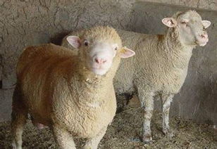 安徽牛羊養(yǎng)殖基地 生眾養(yǎng)殖