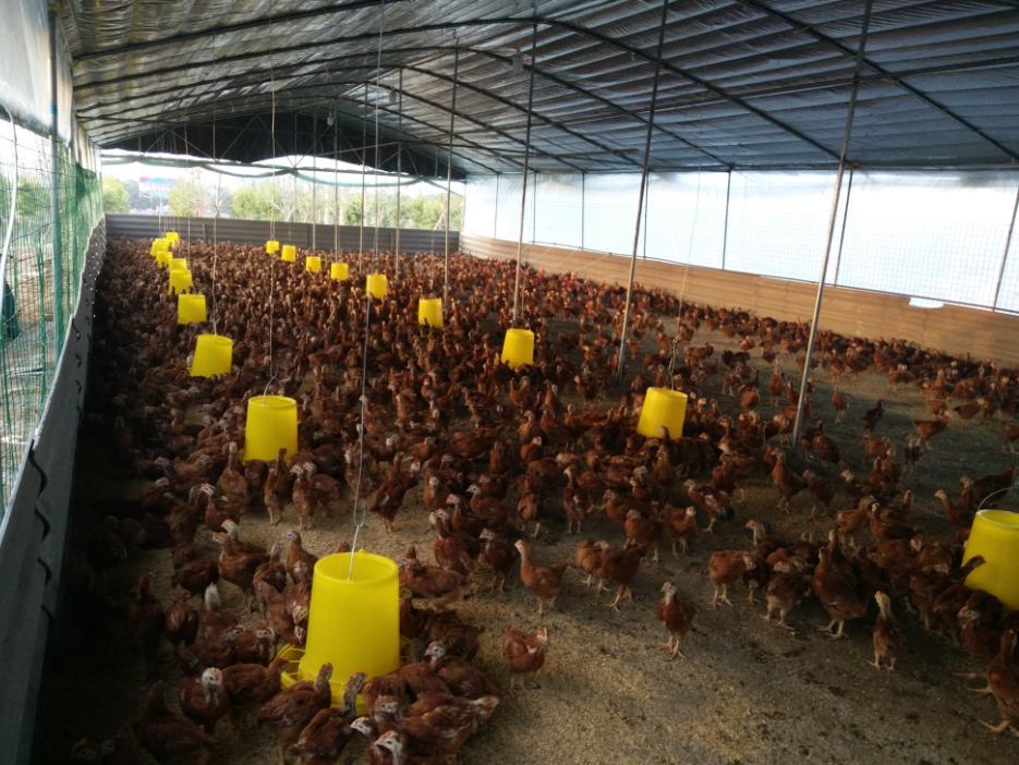 杏林鎮(zhèn)龍山村:扎實發(fā)展林下養(yǎng)殖 深入推進精準扶貧