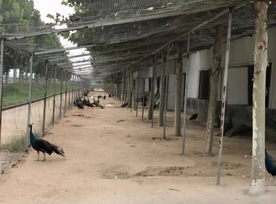 孔雀養(yǎng)殖有訣竅 深加工“玩”出新花樣!