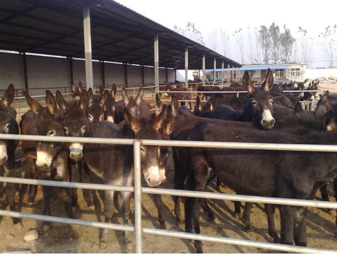 驢肉養(yǎng)殖基地
