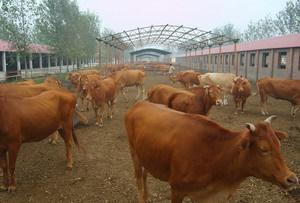 河北省蠡縣 西門塔爾牛犢價格.養(yǎng)殖場.養(yǎng)殖基地