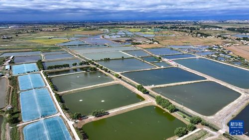 豊かな水の恵み 水產(chǎn)物が収獲期 寧夏回族自治區(qū)銀川市