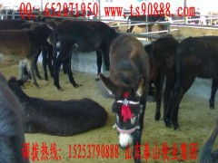 種驢養(yǎng)殖場 大型種驢養(yǎng)殖場