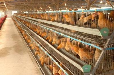 外出打工20年后他回鄉(xiāng)搞養(yǎng)殖,創(chuàng)辦合作社年銷售400萬