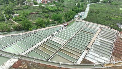 首批20萬尾鱘魚苗歡快入水,百丈冷水魚養(yǎng)殖基地一期投入使用!