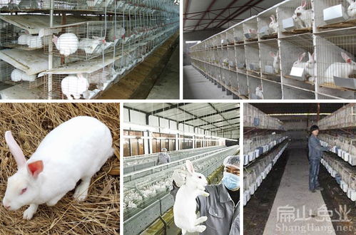 湛江小兔子養(yǎng)殖標準基地中山種兔繁殖梅州縣商品兔批發(fā)