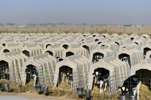 內(nèi)蒙古臨河 養(yǎng)牛產(chǎn)業(yè)促增收