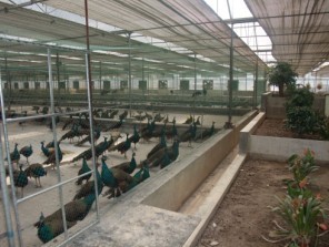 貴州藍(lán)孔雀養(yǎng)殖基地/