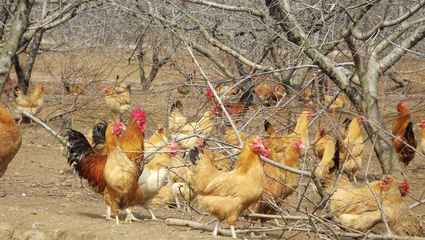 太原土雞養(yǎng)殖基地