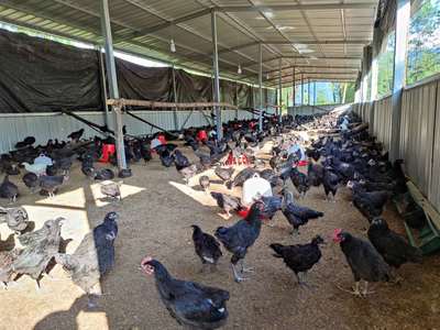 脫貧攻堅(jiān)·重慶故事 | 城口雞鳴鄉(xiāng):把“大山”銷售出去