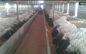 杜伯養(yǎng)殖場(chǎng) 杜伯綿羊養(yǎng)殖基地 山東盛海牧業(yè)