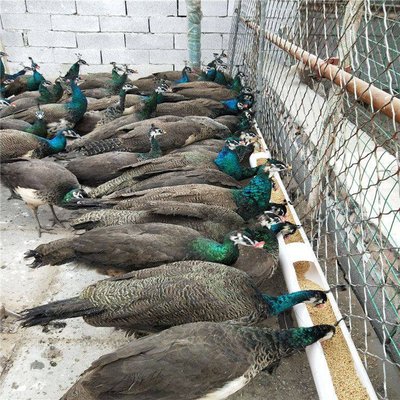 特種養(yǎng)殖藍(lán)孔雀 孔雀養(yǎng)殖種苗 白孔雀一年養(yǎng)殖利潤(rùn)