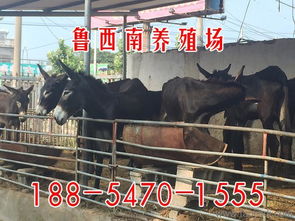 小毛驢 肉驢駒養殖基地 吳忠養驢場 三粉驢養殖場