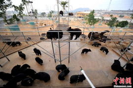 再訪 歸真堂 民間組織人士跪拜黑熊謝罪