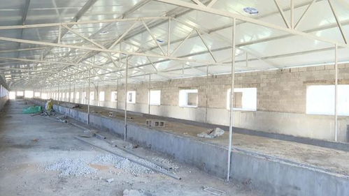 盤州一千頭規模的黃牛養殖基地即將建成