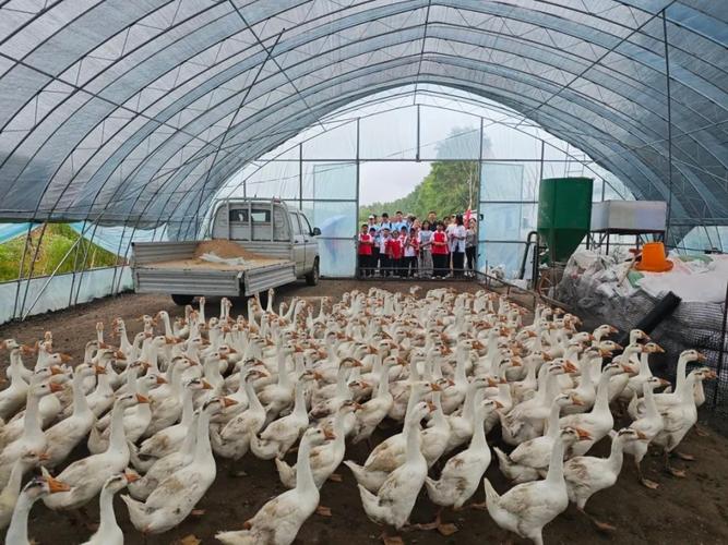 普陽社區管委會:探索大鵝養殖基地 中學生研學收獲多