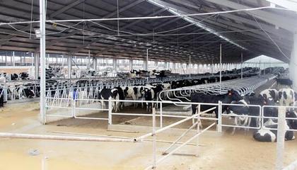 溫氏在湖南永州奶牛養(yǎng)殖基地正式投產