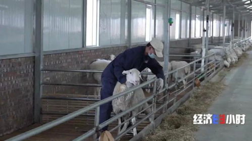 又一風口 動動手指,就能管好上萬只牛羊,有牧場5個月多掙90萬